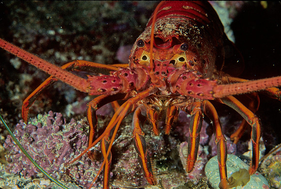 Spiny Lobster - 1