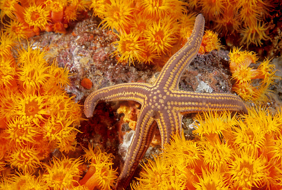 Pyramid Sea Star
