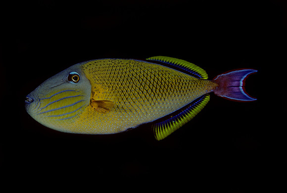 Redtail Triggerfish