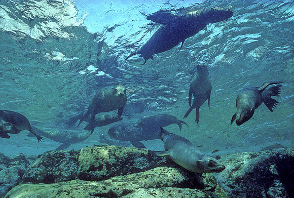 Sea Lions