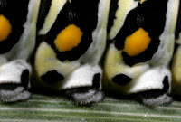 Black Swallowtail Caterpillar - 4