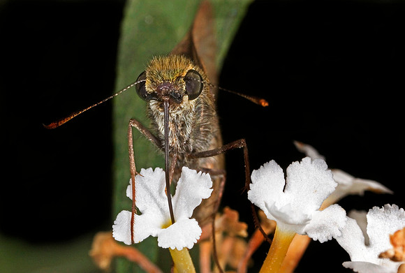 Skipper Butterfly Feeding - 1