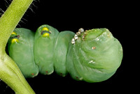 Hornworm - 1
