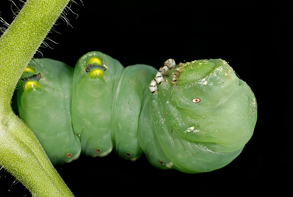 Hornworm - 1