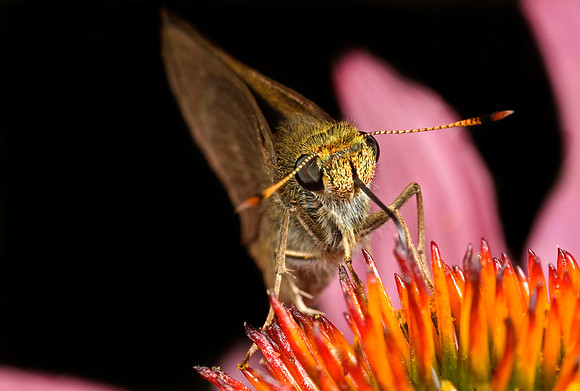 Skipper Butterfly Feeding - 3