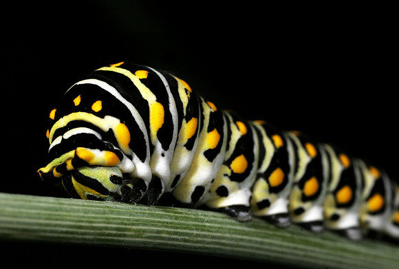 Black Swallowtail Caterpillar - 1