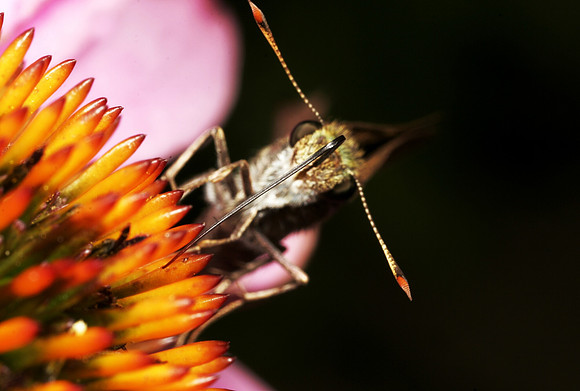 Skipper Butterfly Feeding - 5