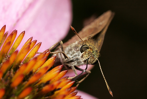 Skipper Butterfly Feeding = 4