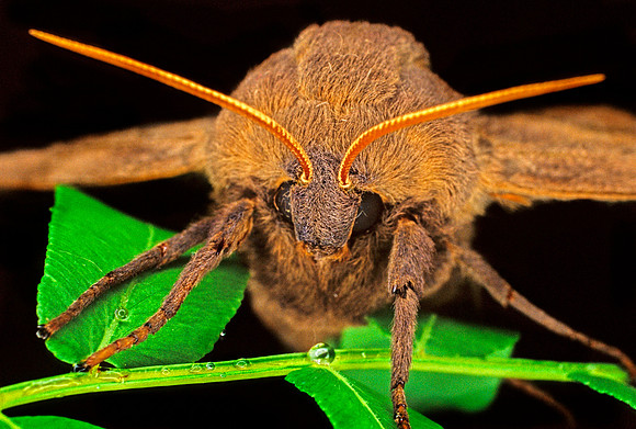 Sphinx Moth - 1