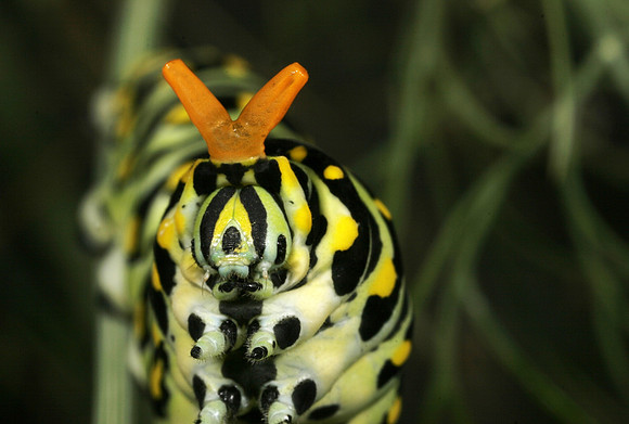 Swallowtail Caterpillar Osmeterium - 1
