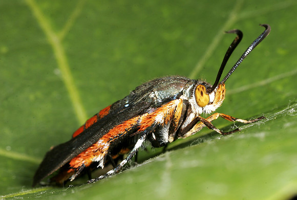Squash Vine Borer