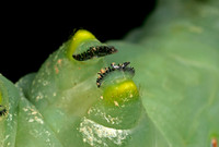 Hornworm - 5