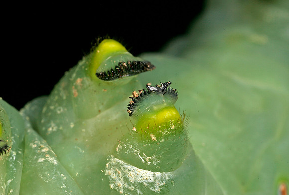 Hornworm - 5