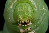 Hornworm - 4