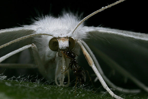 White Moth - 5