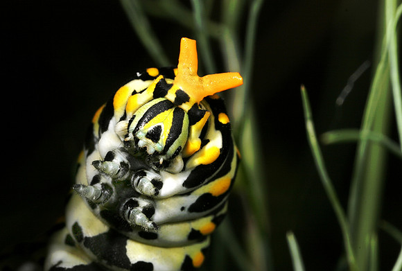 Swallowtail Caterpillar Osmeterium - 2