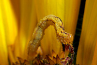 Inchworm - 1