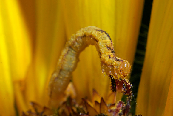 Inchworm - 1
