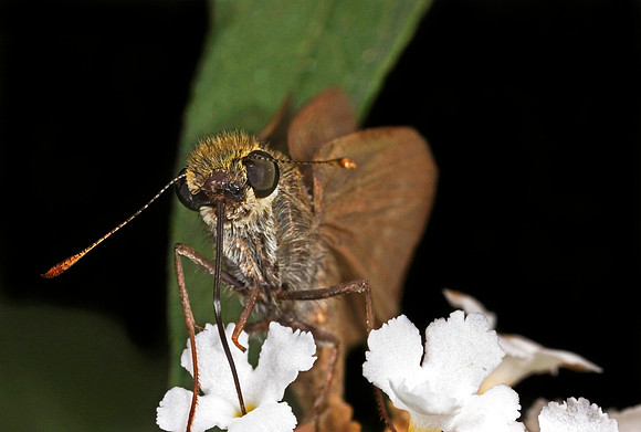 Skipper Butterfly Feeding - 2