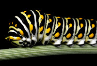 Black Swallowtail Caterpillar - 2
