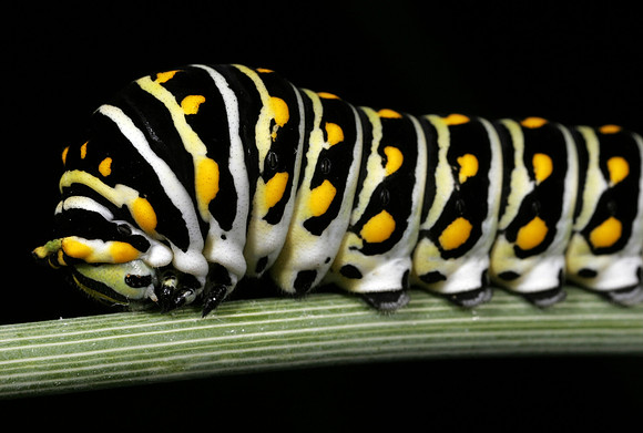 Black Swallowtail Caterpillar - 2