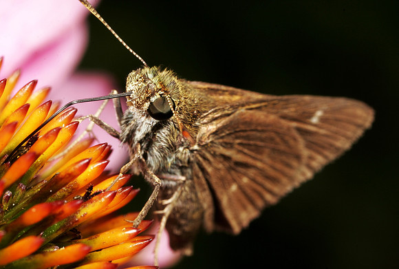 Skipper Butterfly Feeding - 6
