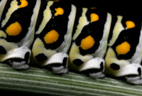 Black Swallowtail Caterpillar - 3