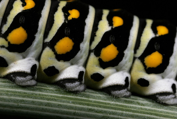 Black Swallowtail Caterpillar - 3