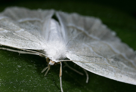 White Moth - 3