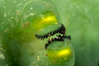 Hornworm - 6