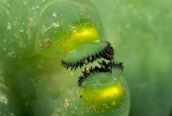 Hornworm - 6