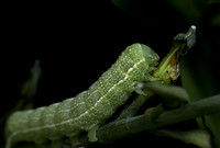 Fruitworm Moth - 1