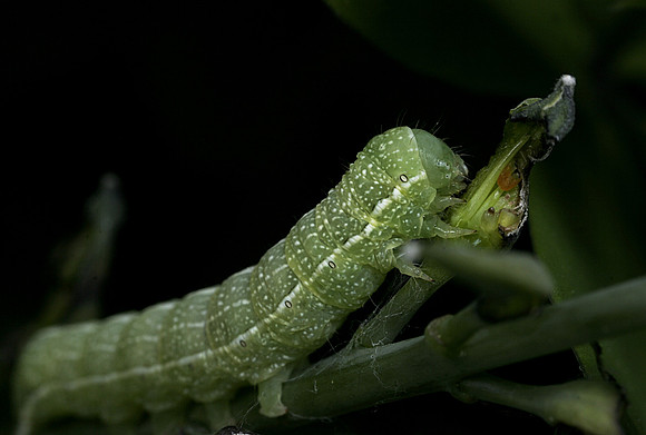 Fruitworm Moth - 1