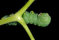 Hornworm - 2
