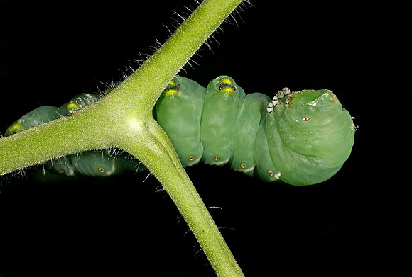 Hornworm - 2