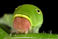Eastern Tiger Swallowtail Caterpillar