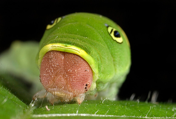 Eastern Tiger Swallowtail Caterpillar