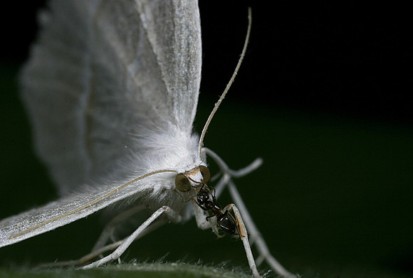 White Moth - 1