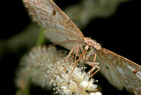 Moth Feeding