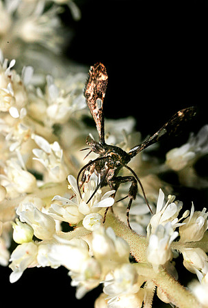 Spotted Thyris