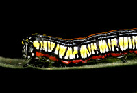Owlet Caterpillar - 1