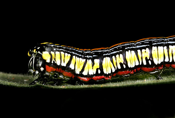 Owlet Caterpillar - 1
