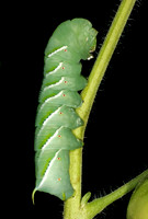 Hornworm - 3