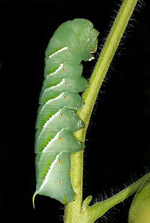 Hornworm - 3