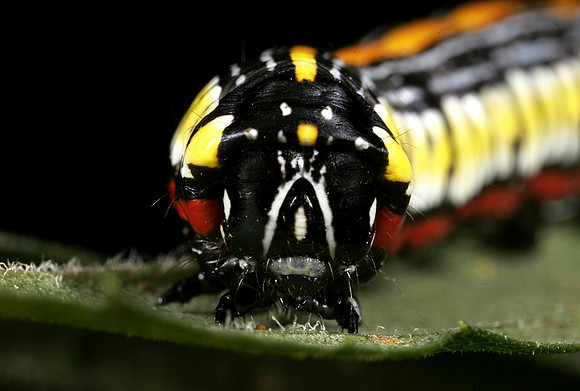 Owlet Caterpillar - 2