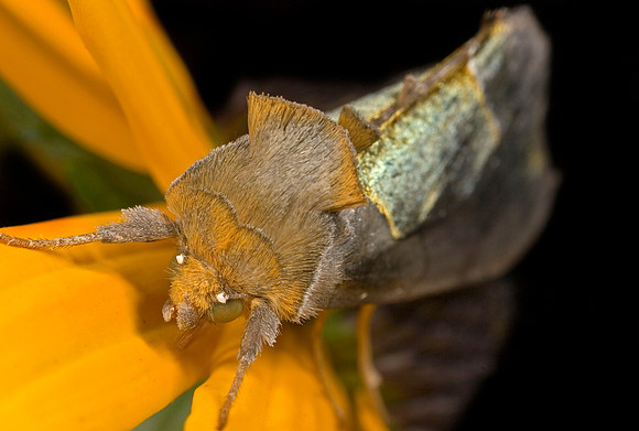 Prominent Moth