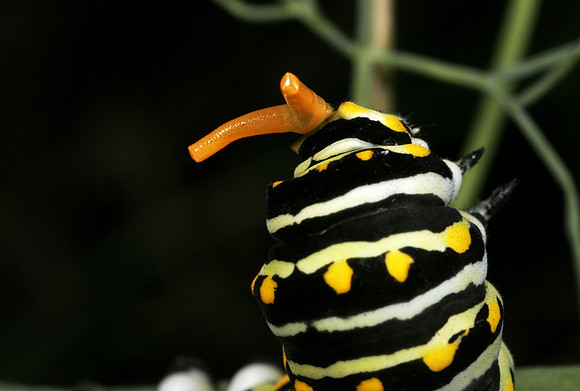 Swallowtail Caterpillar Osmeterium - 3