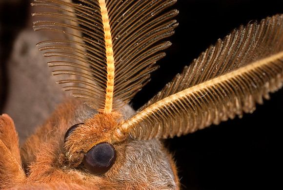 Moth Antennae