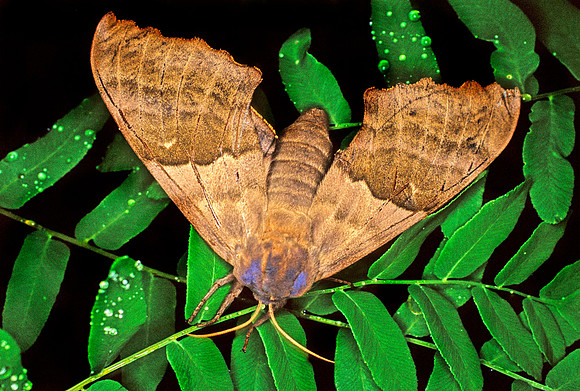 Sphinx Moth - 2