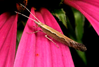 Diamondback Moth